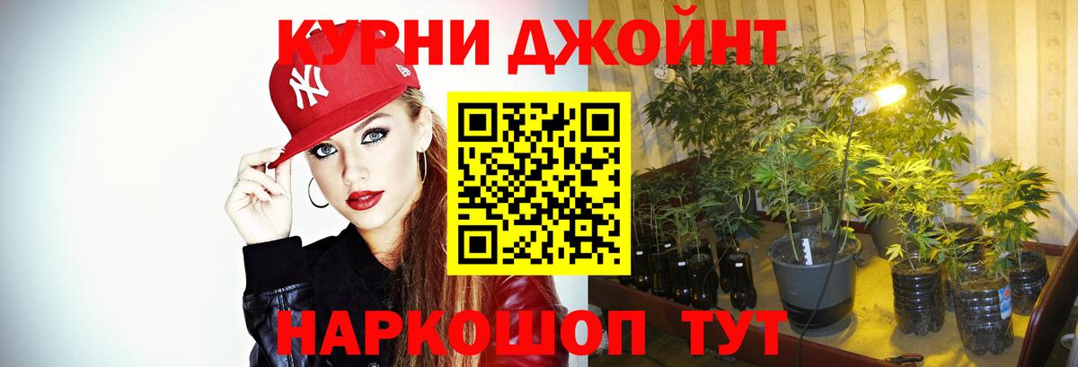 Канабис сатива Шатура